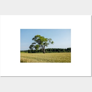 The lonely old tree in the field Posters and Art